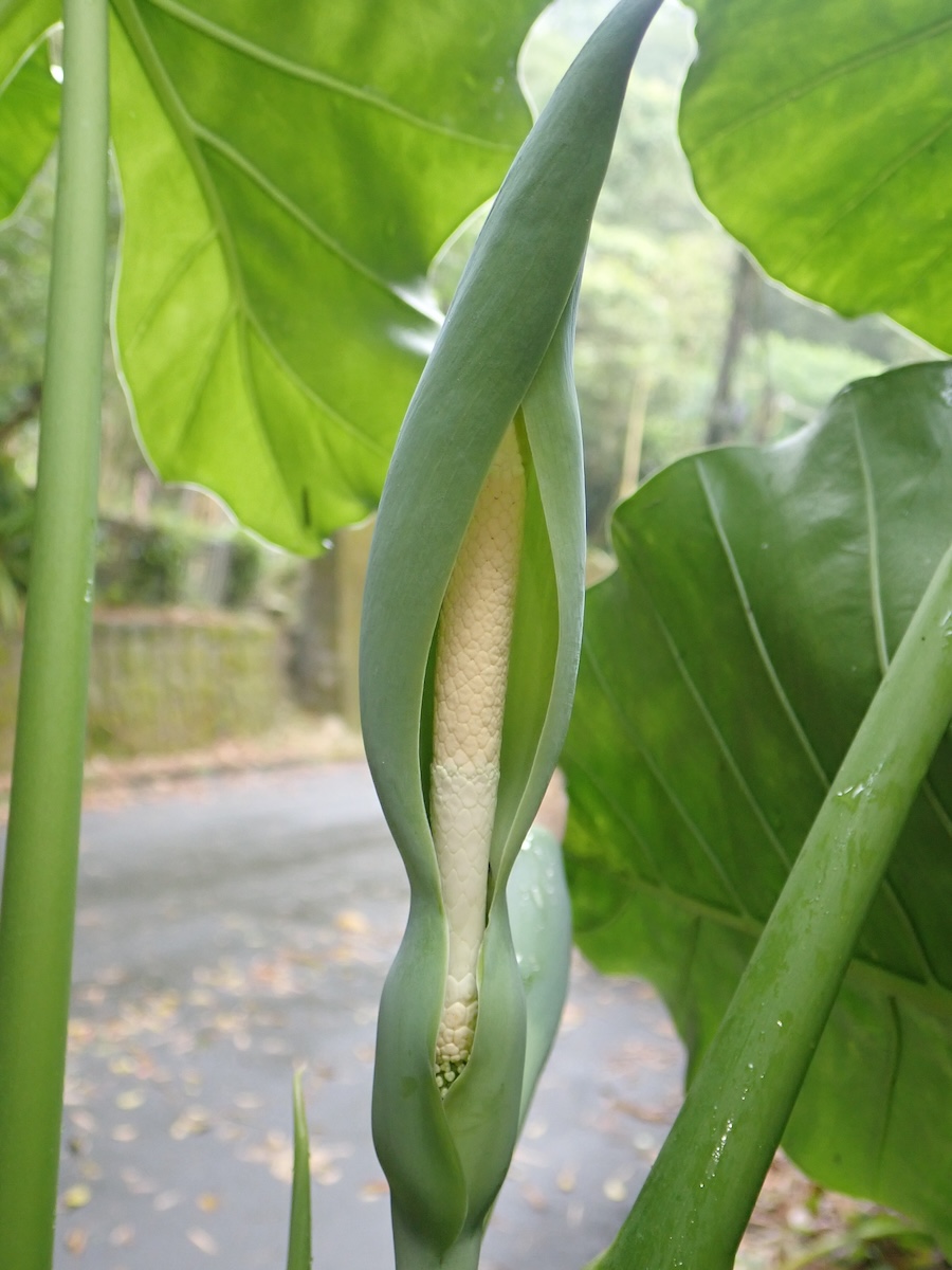 姑婆芋花序雌熟期