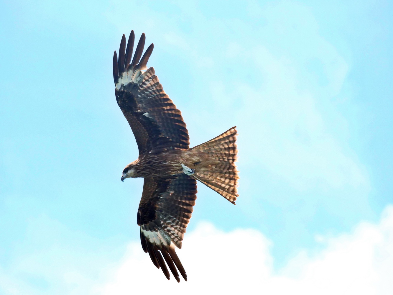 黑鳶俯衝