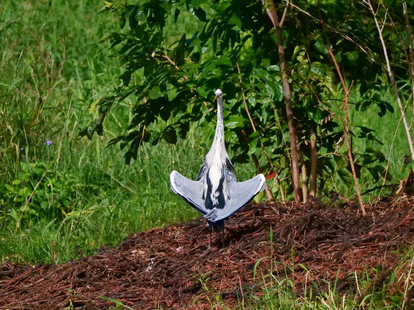 蒼鷺日光浴如老僧入定