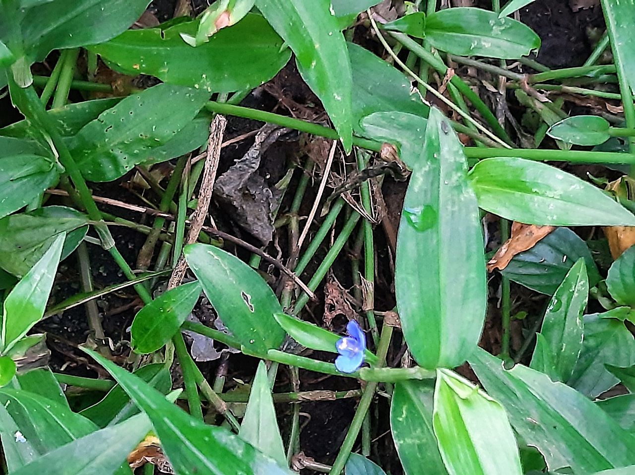 竹仔菜莖匍匐，節上可生根，莖上分枝多，彼此相互交錯。