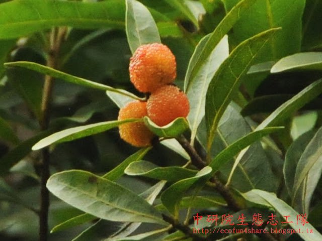 楊梅熟果-球形核果，熟果紫紅色