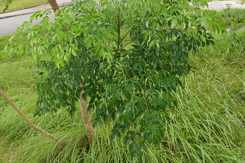大多下垂的多回羽狀複葉