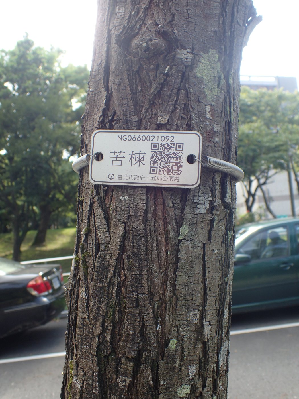 苦楝縱裂紋樹幹