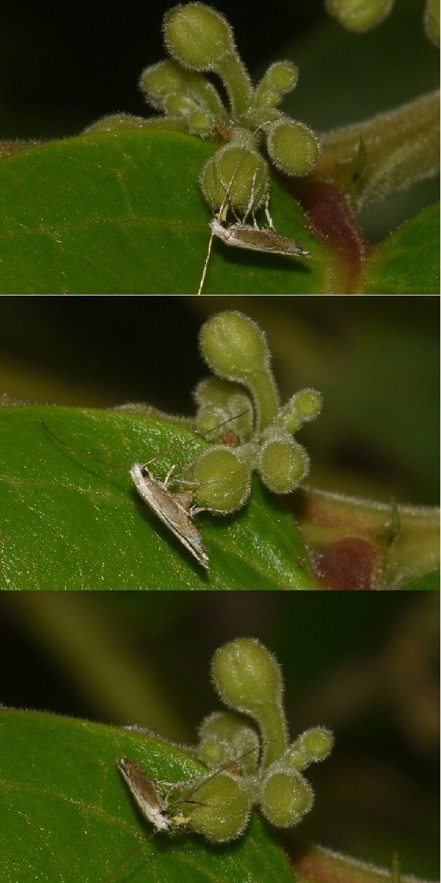 傳粉產卵再傳粉的組合