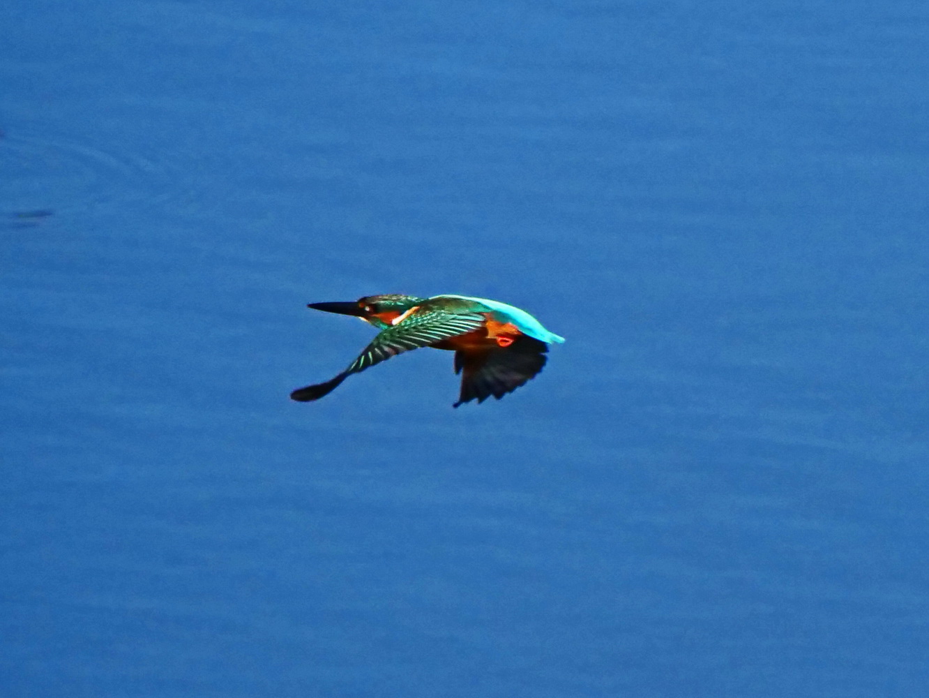 翠鳥低空飛行於滯洪池水面