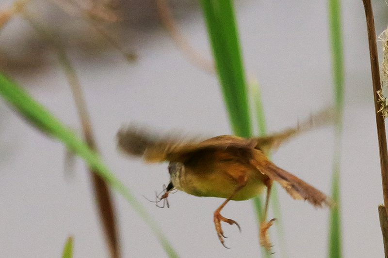 灰頭鷦鶯捉到蜘蛛