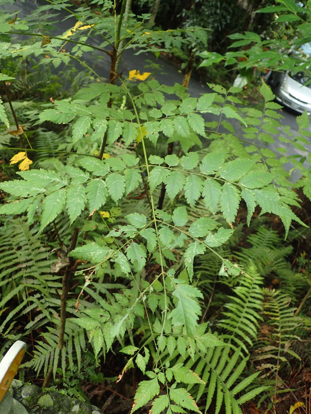 台灣欒樹互生小葉