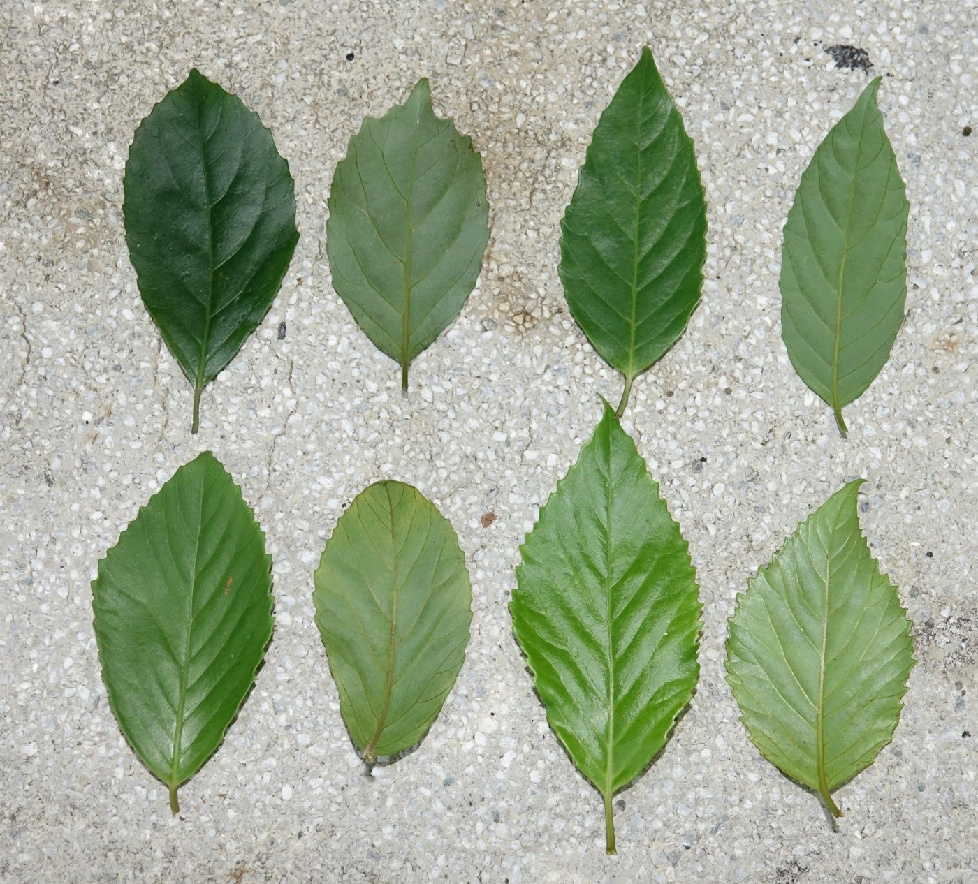 1.山桂花、2.台灣山桂花、3.鯽魚膽、4.蘭嶼山桂花