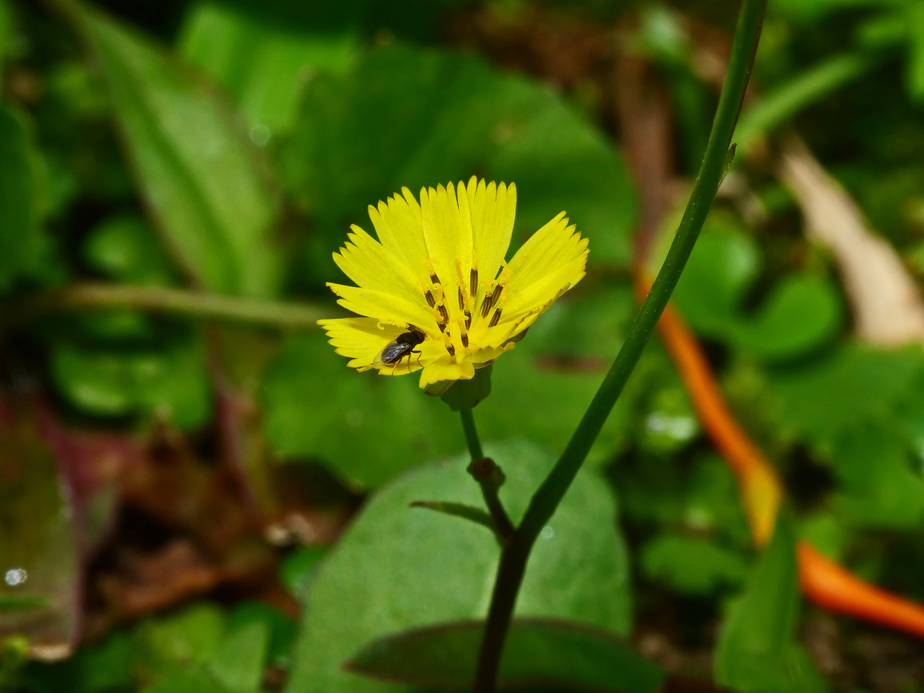 黃鵪菜和果蠅