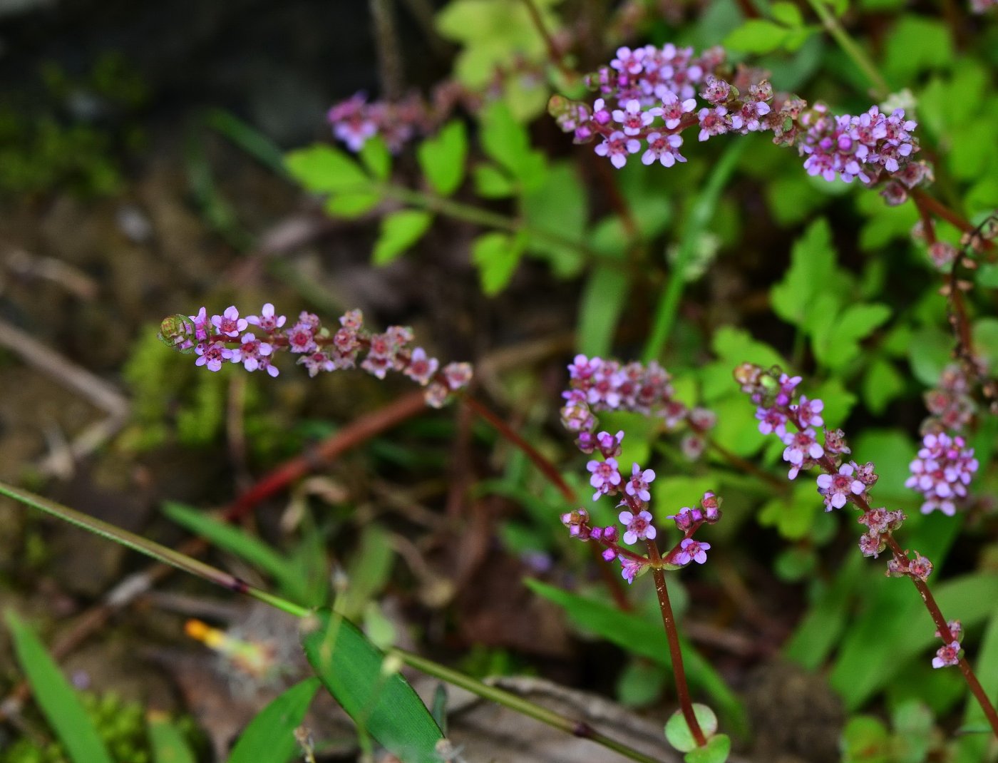 穗狀花序頂生，有時會分枝(陳慧君攝)