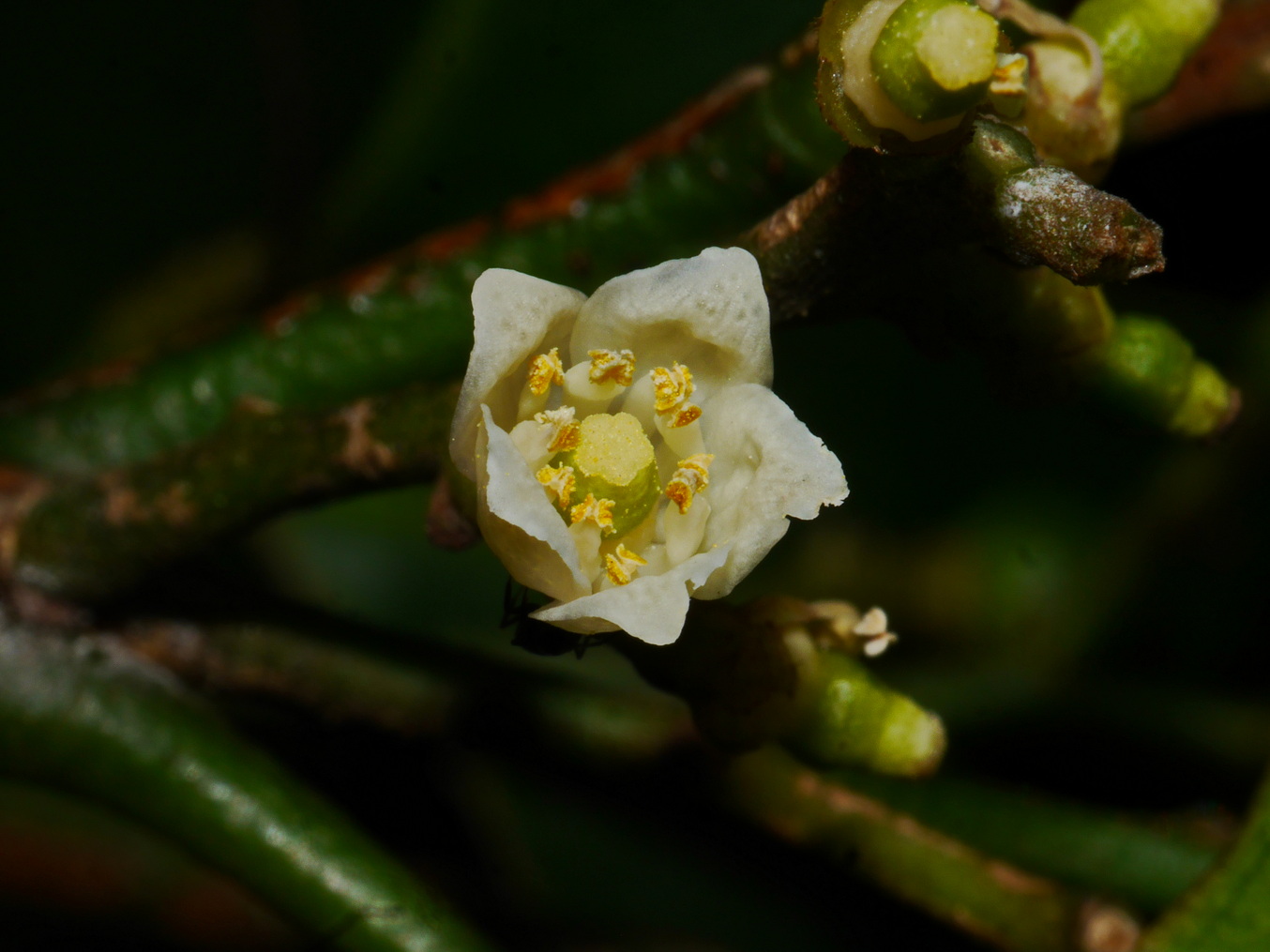 山桔：5枚白色花瓣, 10枚雄蕊等長        (蔡德輝攝)