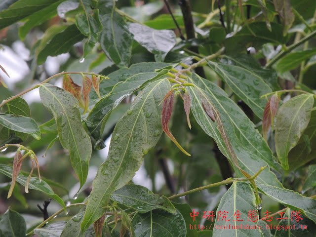披針葉饅頭果-嫩葉紅色
