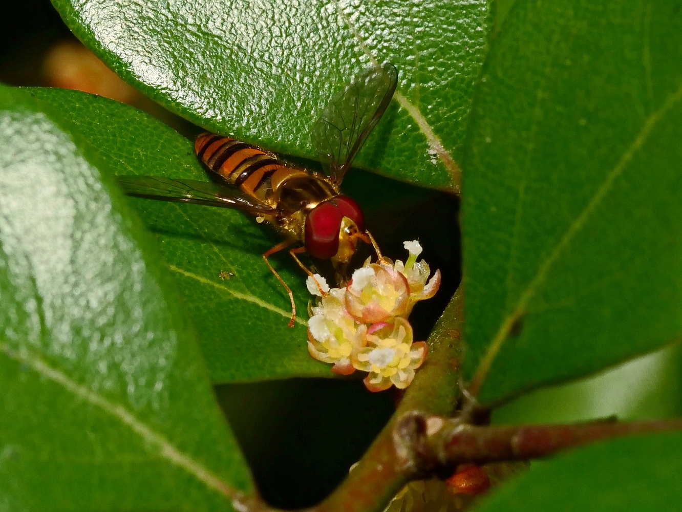 內苳子雌花和食蚜蠅