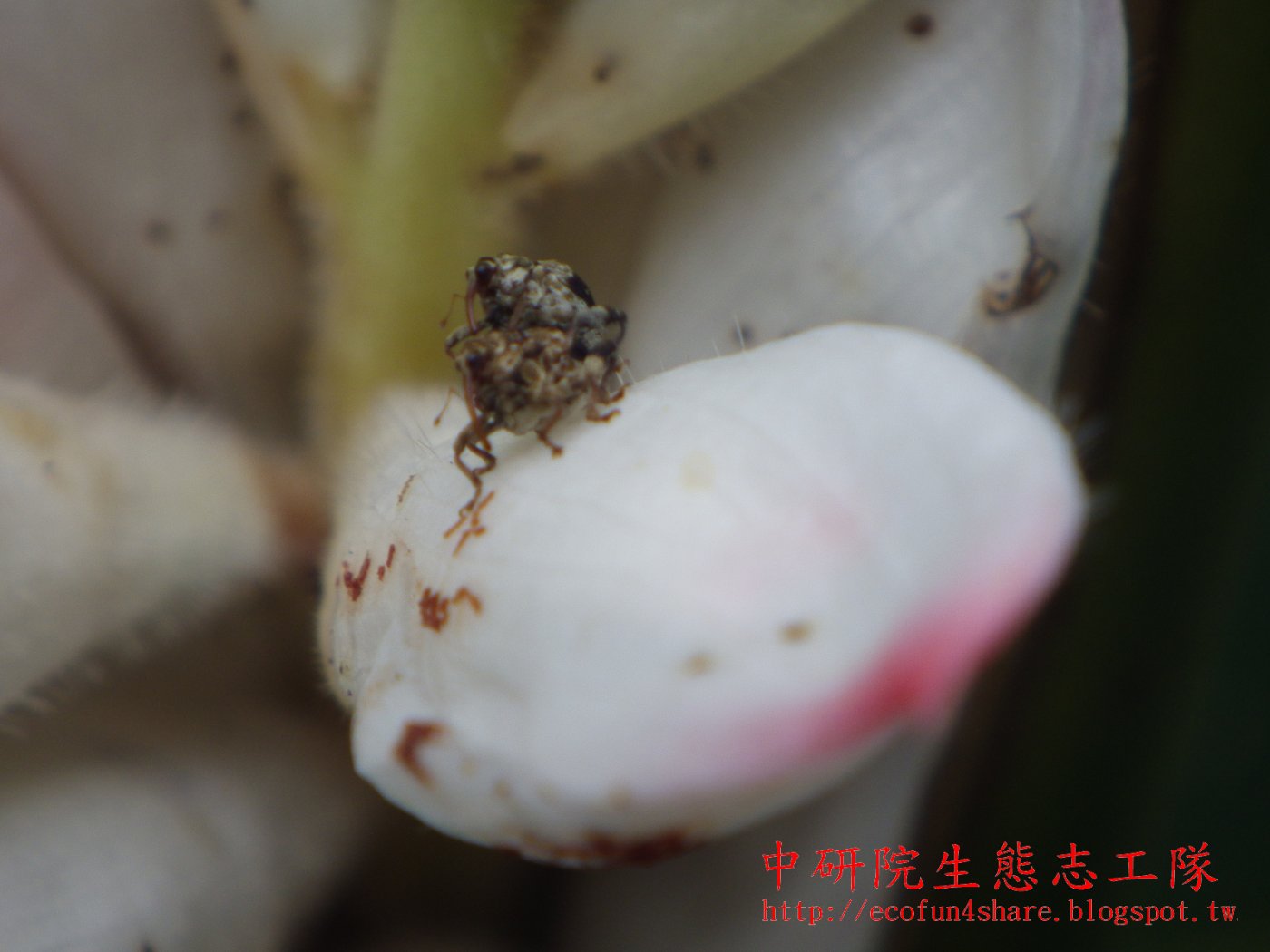 象鼻蟲在烏來月桃花上辦婚禮