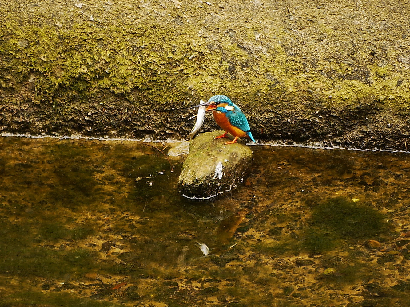 翠鳥獵魚