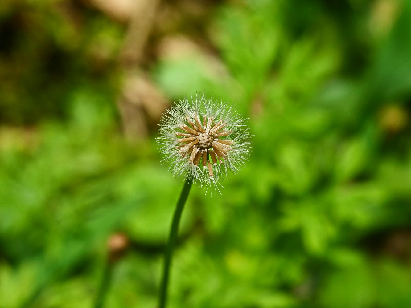 類雛菊飛蓬(果)
