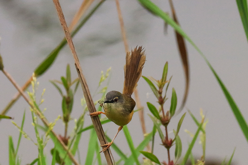 灰頭鷦鶯吃蜘蛛