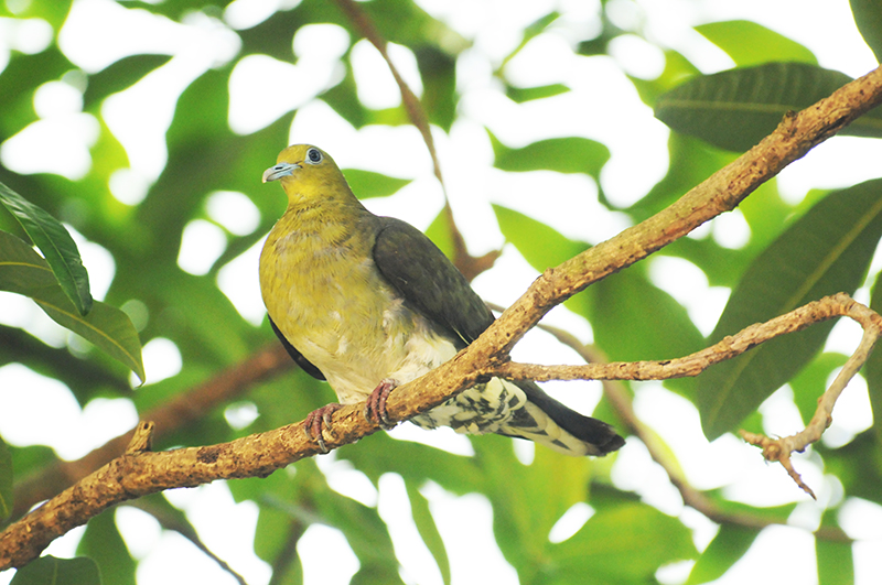 母的綠鳩成鳥