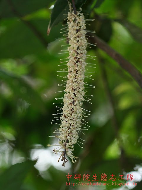 花苞和花，花瓣4，線形，反捲