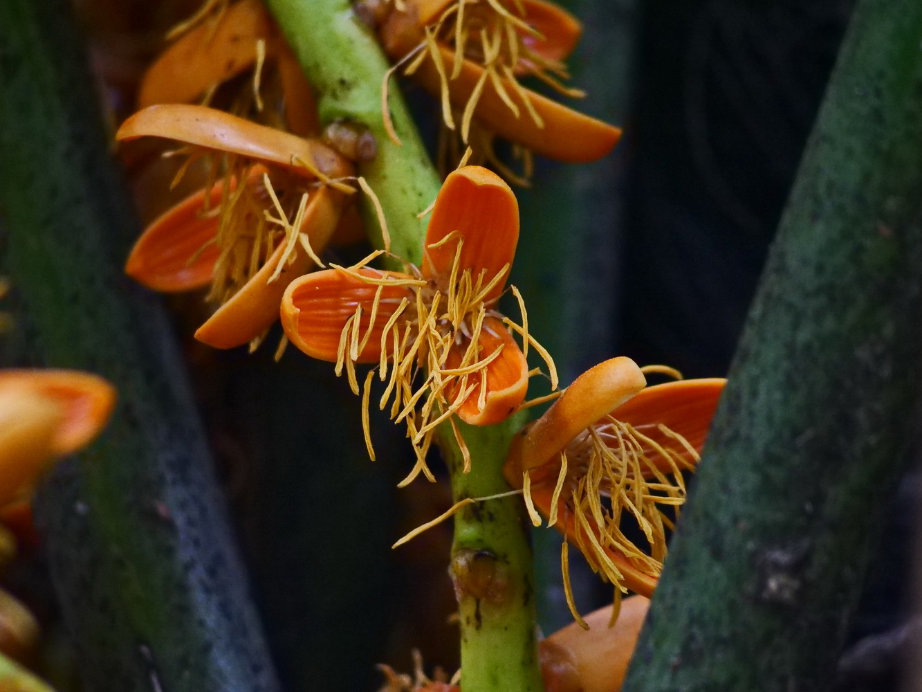 山棕雄花的花絲細長且多(生技園區)