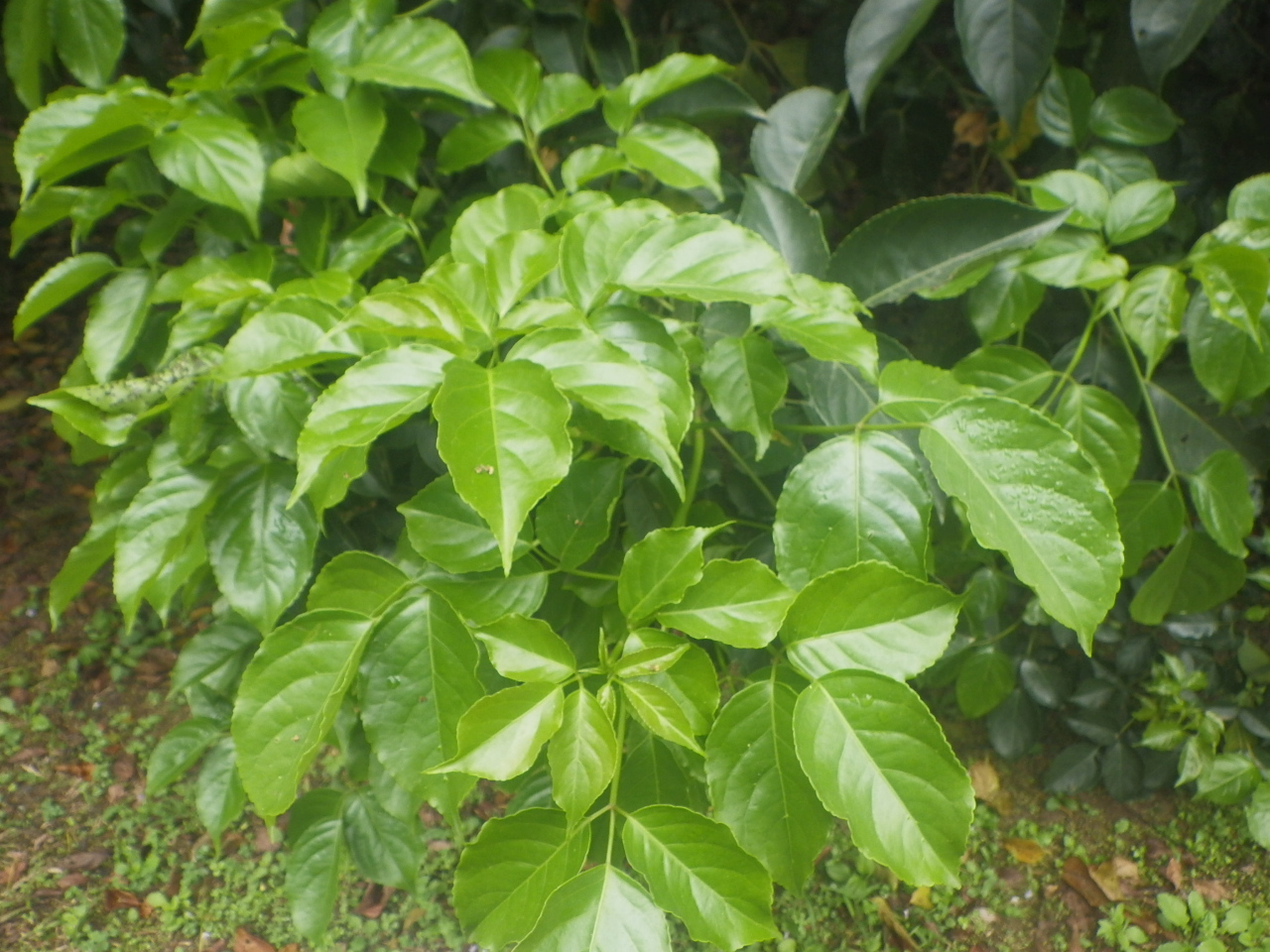 茄苳羽狀複葉