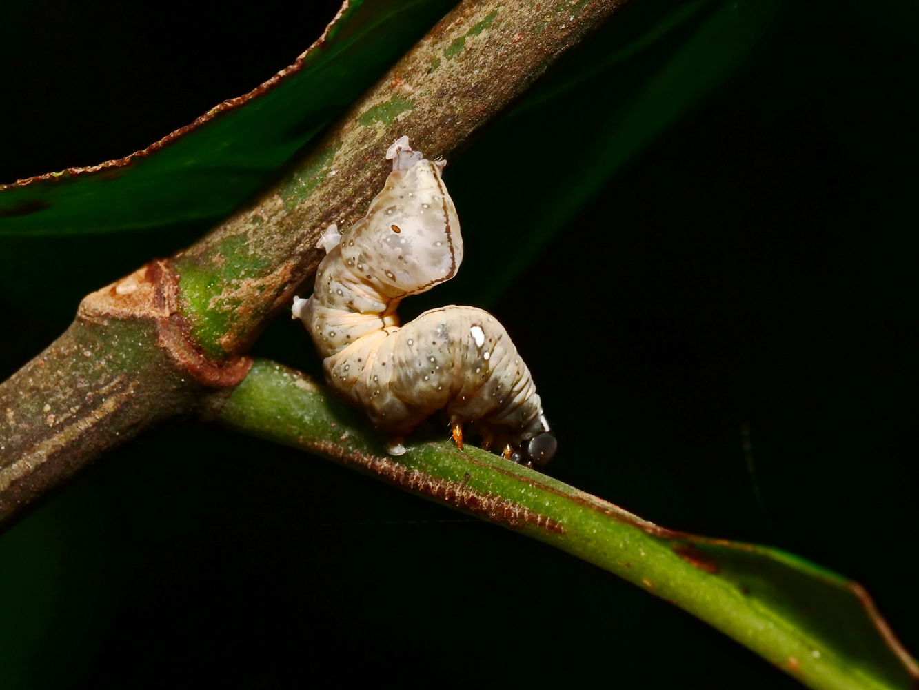 白斑宮夜蛾幼蟲