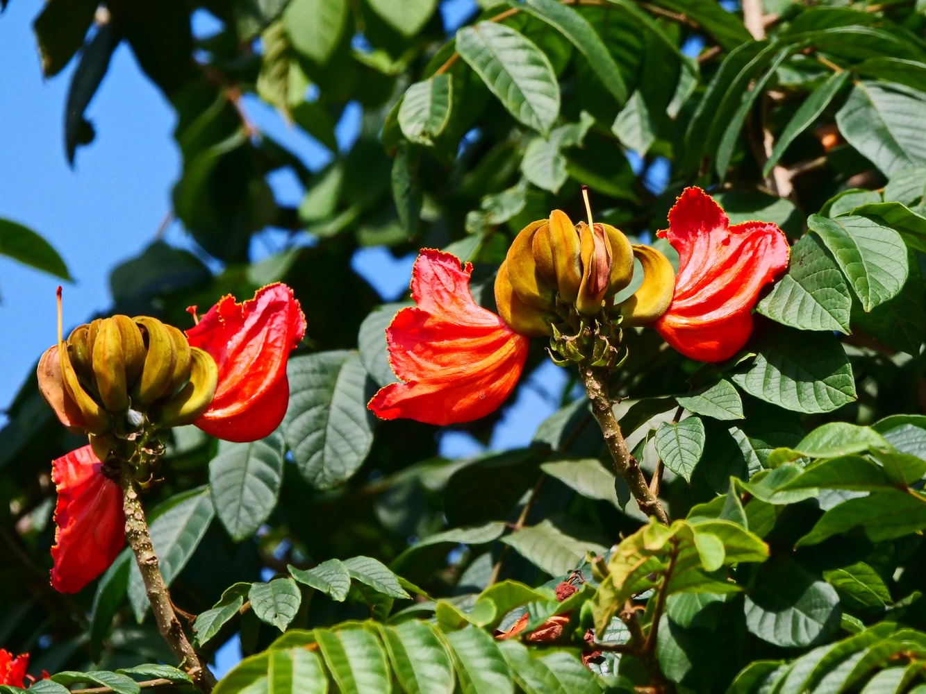 火焰木葉綠花鮮紅