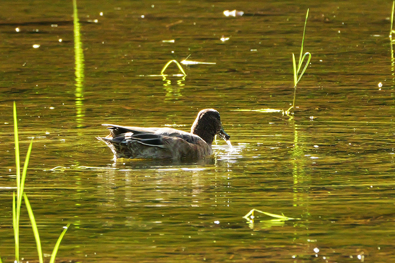 赤頸鴨在中研院實驗田捉福壽螺