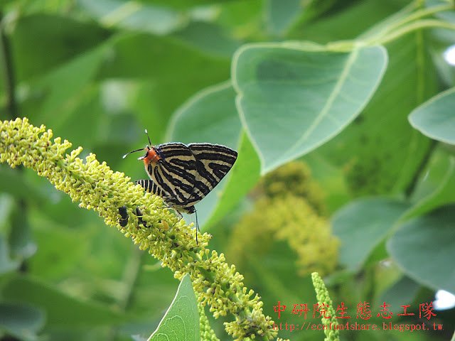 虎灰蝶/台灣雙尾燕蝶吸食烏桕