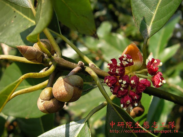 大葉釣樟-花苞與雌花-總苞十字對生
