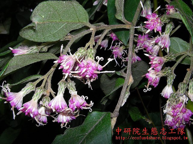 過山龍盛開時花枝垂掛而下