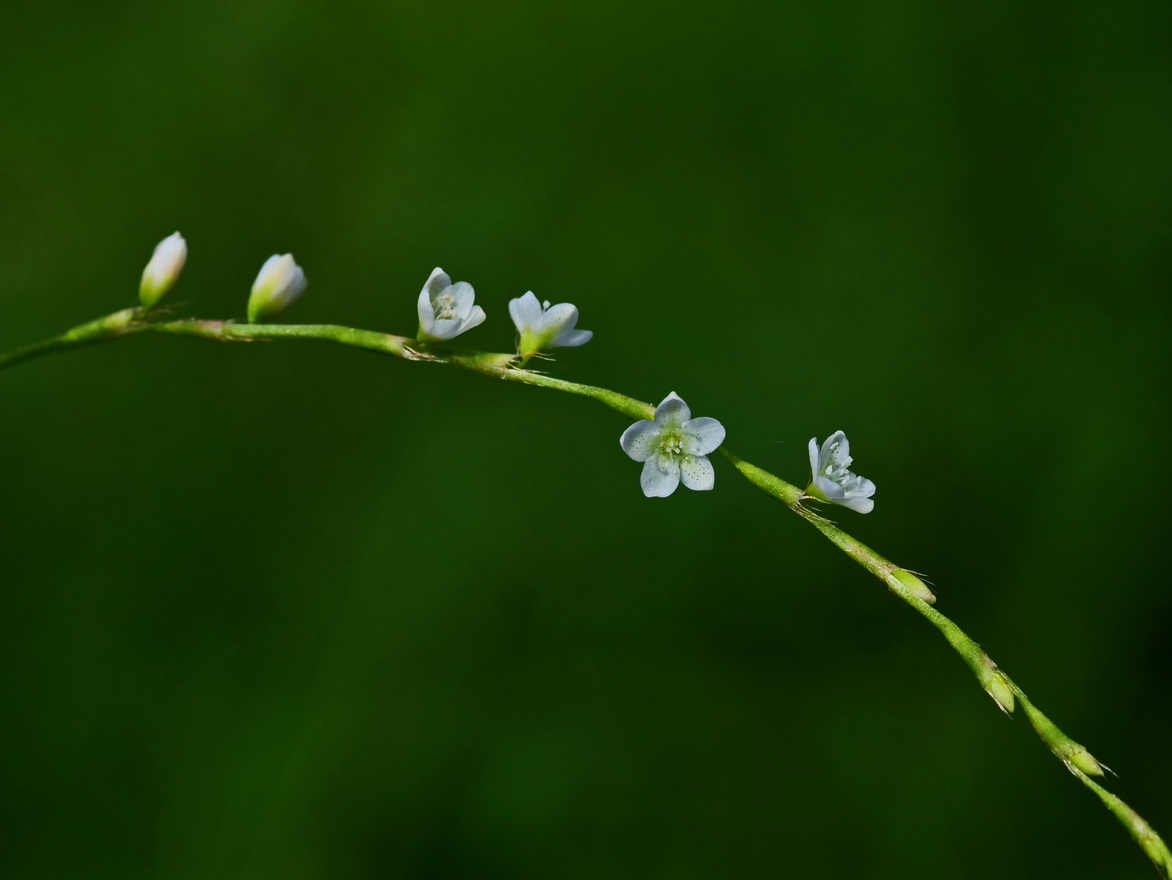 穗狀花序軸長且纖細，小花排列疏鬆  (蔡德輝攝)