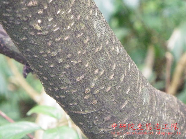 軟毛柿樹幹平滑，莖皮呈黑色，又稱烏材或包公樹