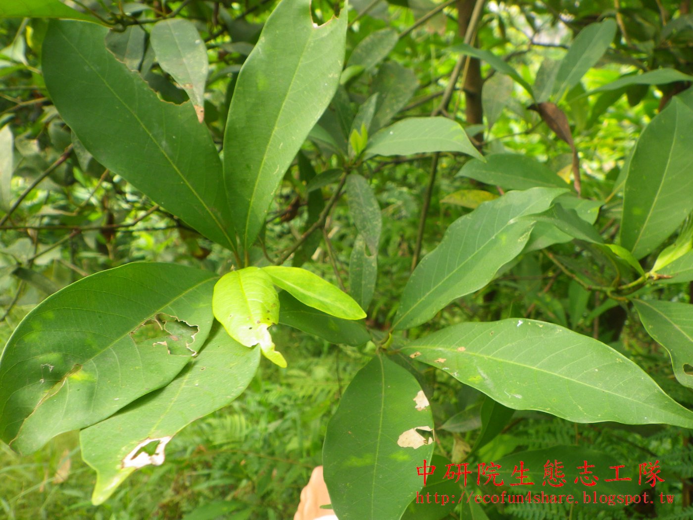 香楠葉單葉互生