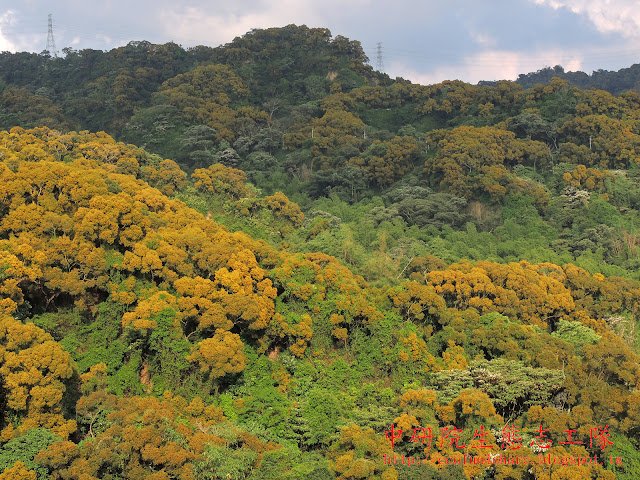 相思樹滿山金黃花海