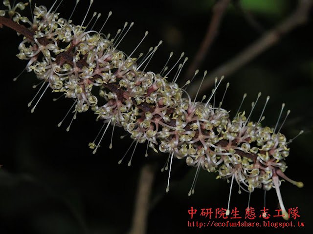 山龍眼的總狀花序