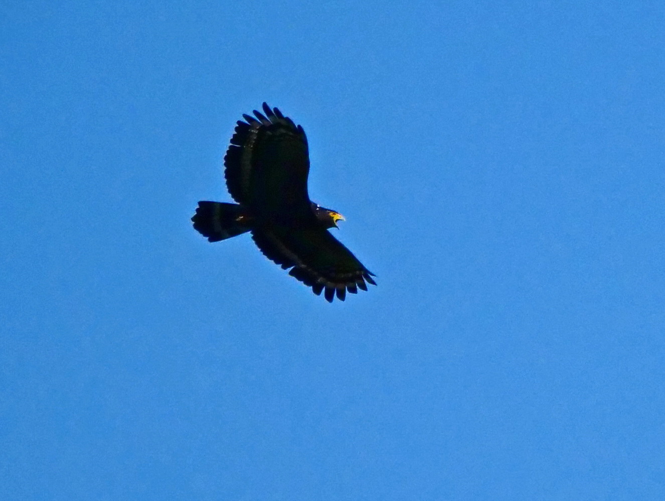 大冠鷲盤旋於高空