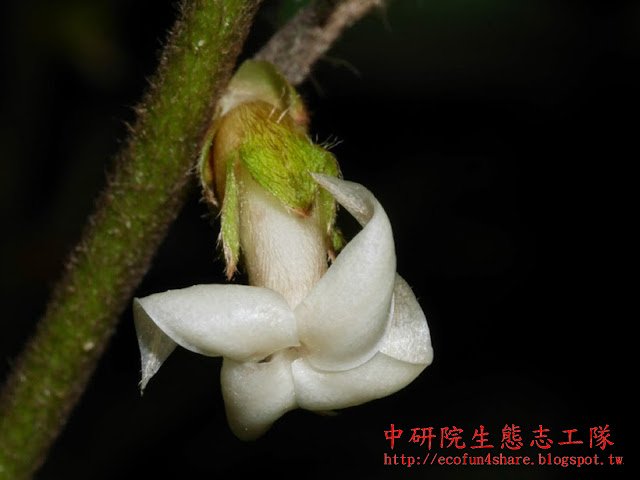 軟毛柿雌雄異株，花冠長筒狀；花萼被覆著黃褐色軟毛