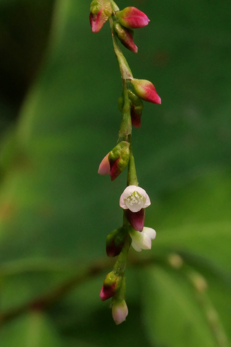花被片白至粉紅色(陳宗憲攝)