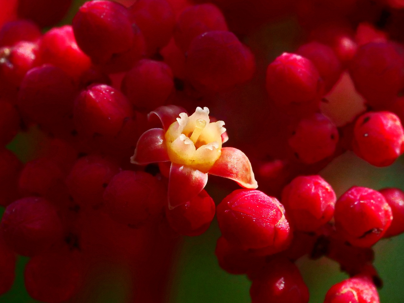 雌熟期,花柱伸長至花冠的壺口外