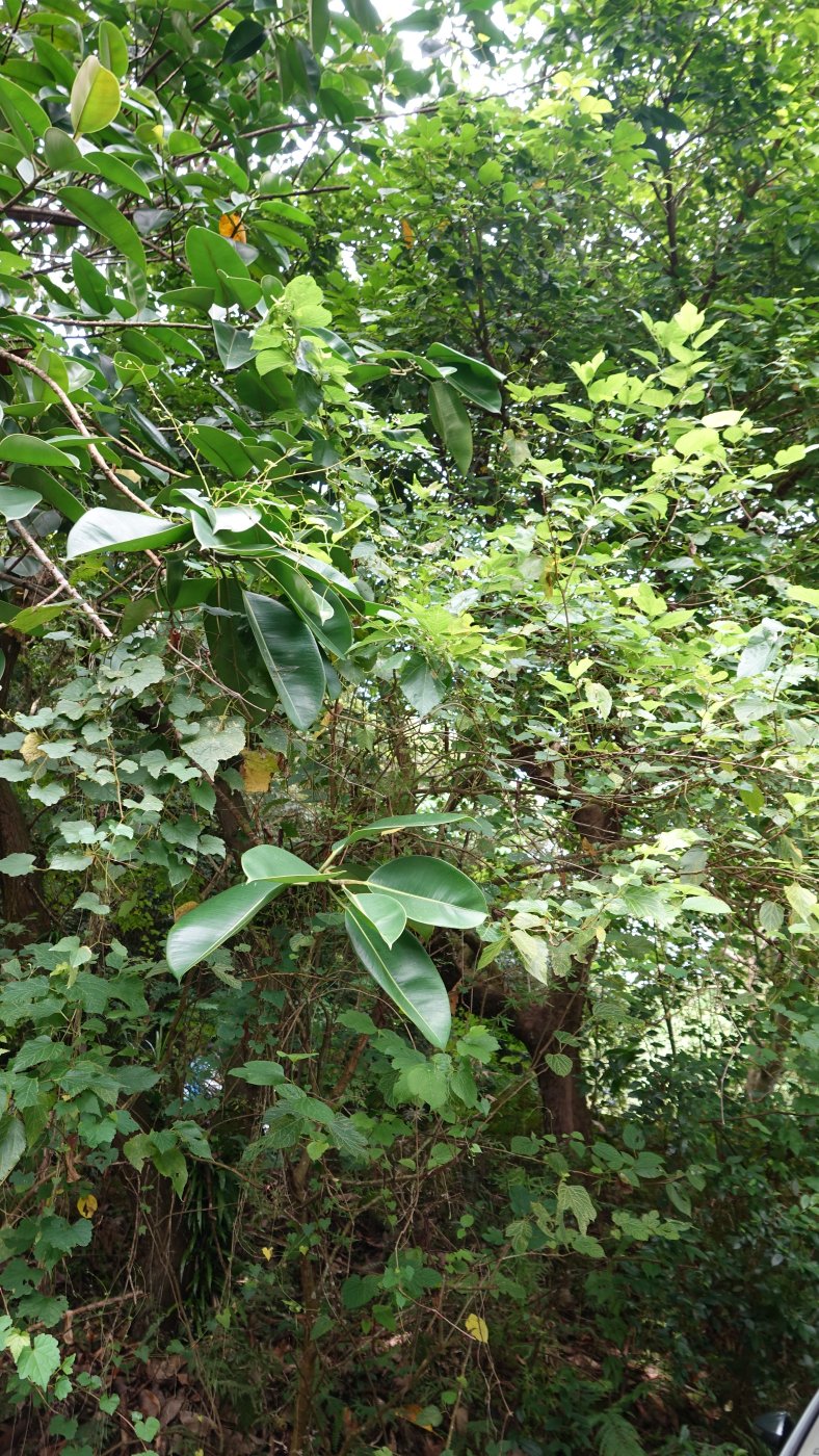 小葉桑植株