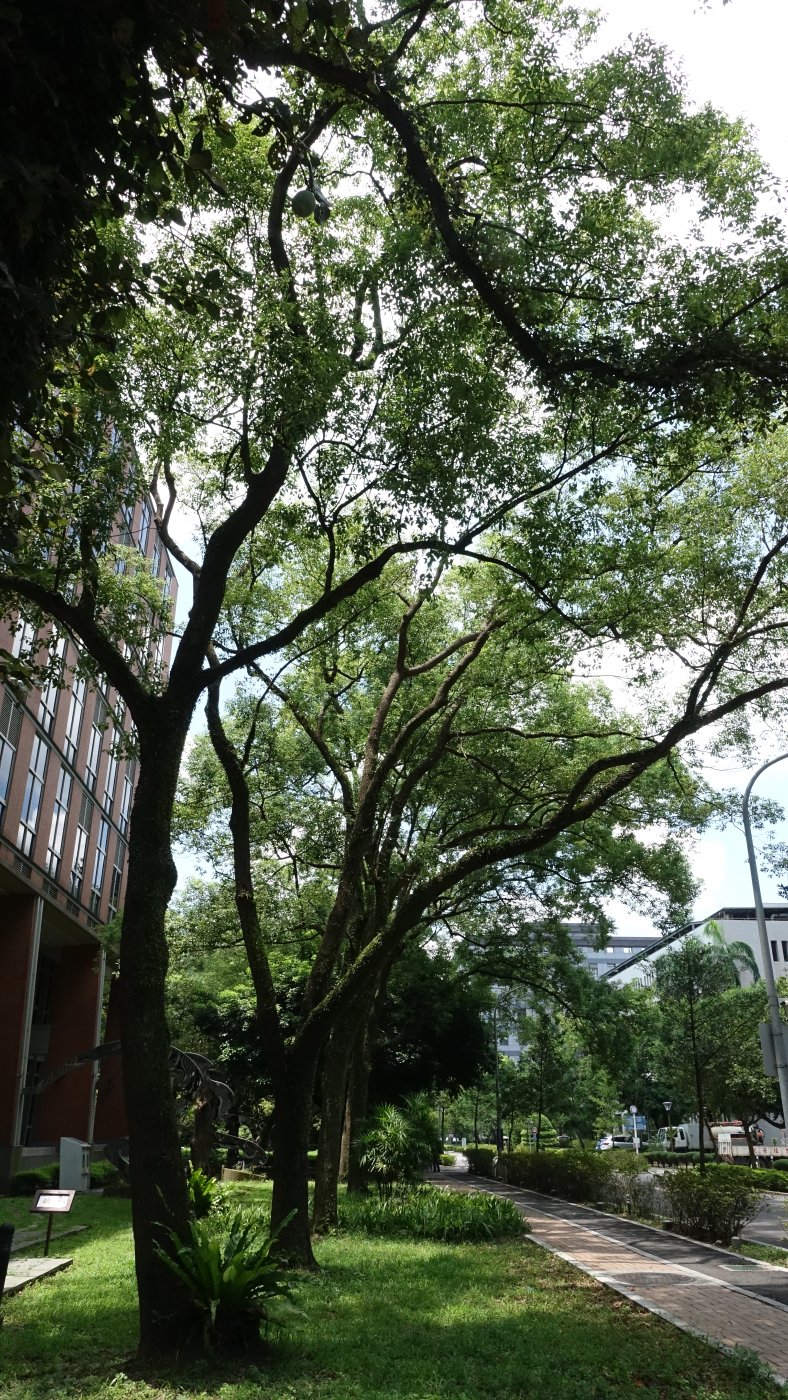 樟樹的行道樹