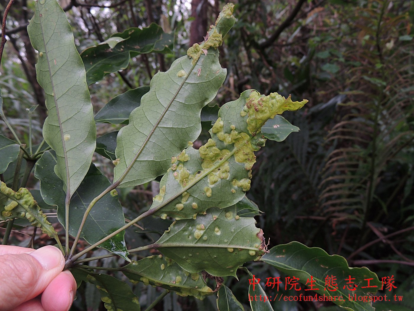 江某蟲癭-疙瘩狀植物癭─造癭者-螨蜱類-葉背烏來月桃