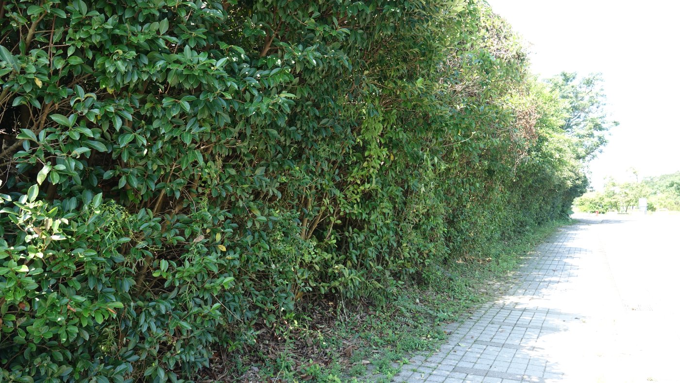 國家生技研究園區的珊瑚樹