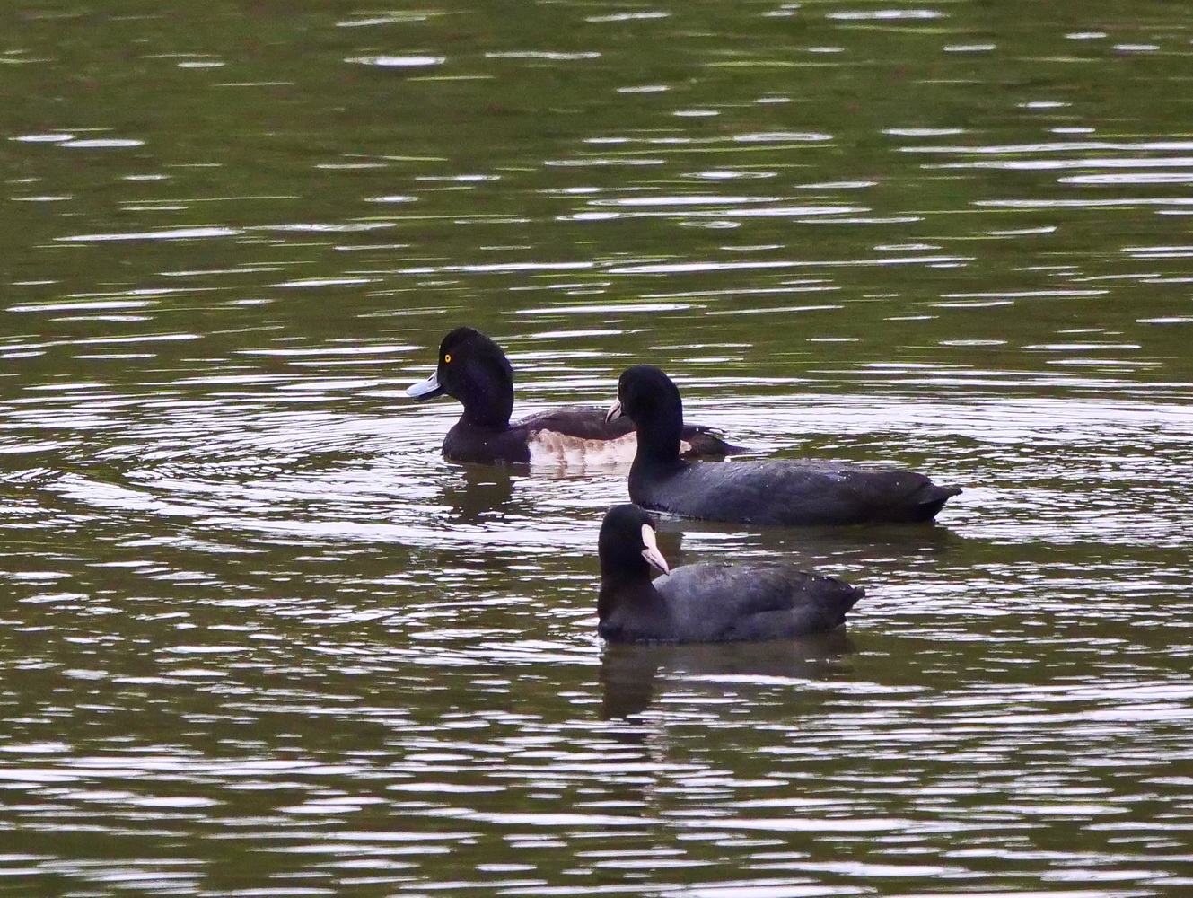 鳳頭潛鴨和白冠雞結伴同游