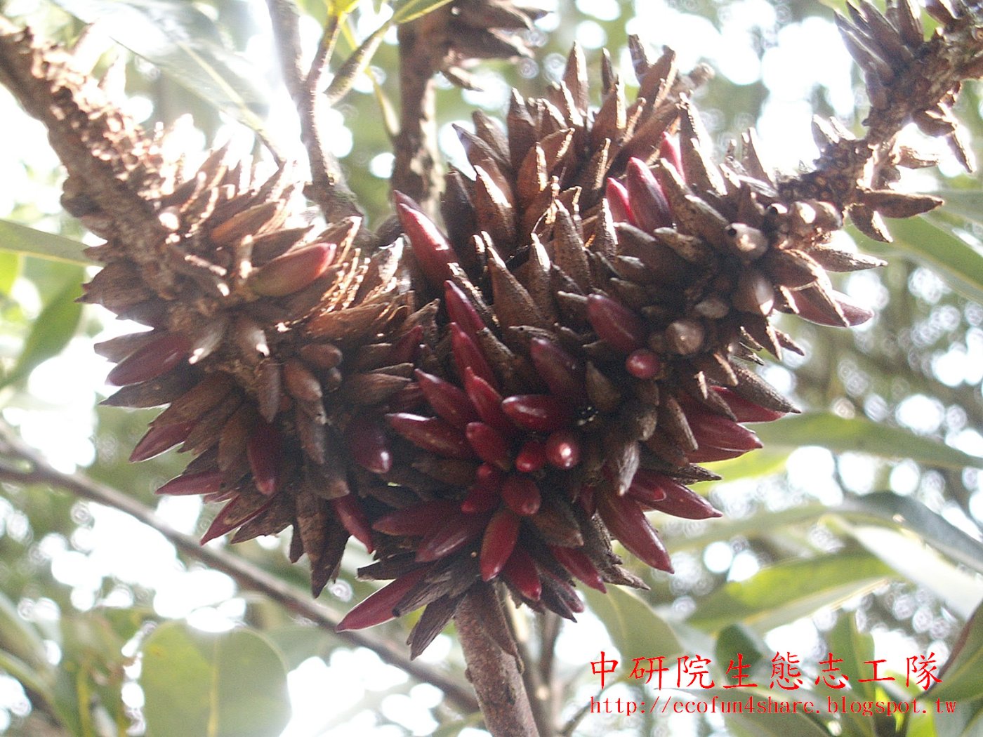 香楠枝條上的針狀蟲癭