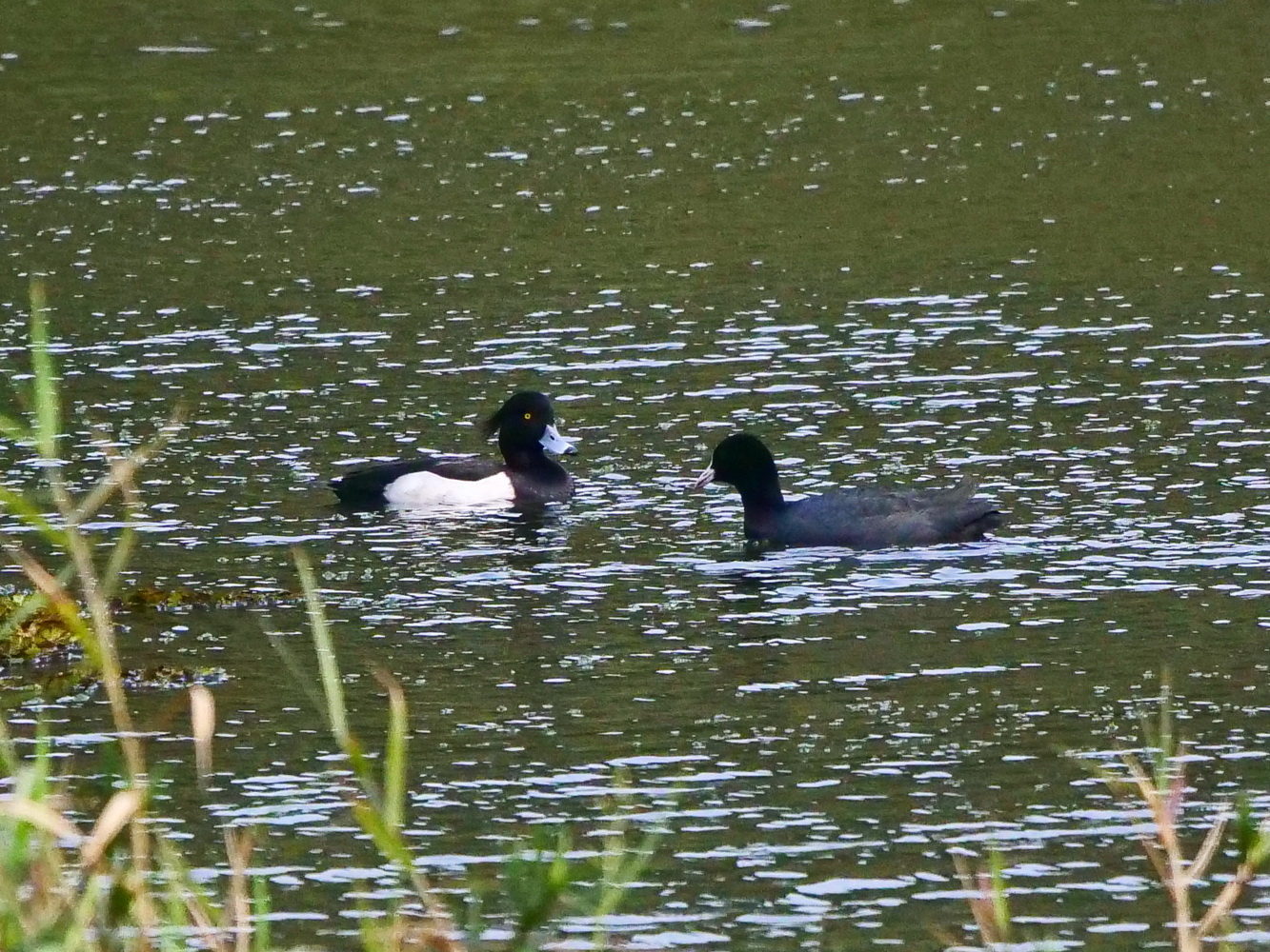 鳳頭潛鴨和白冠雞對唱