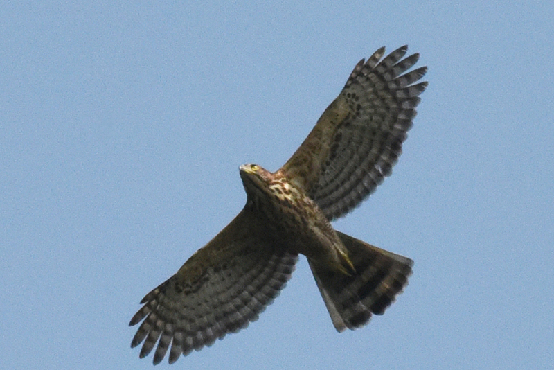 鳳頭蒼鷹幼鳥