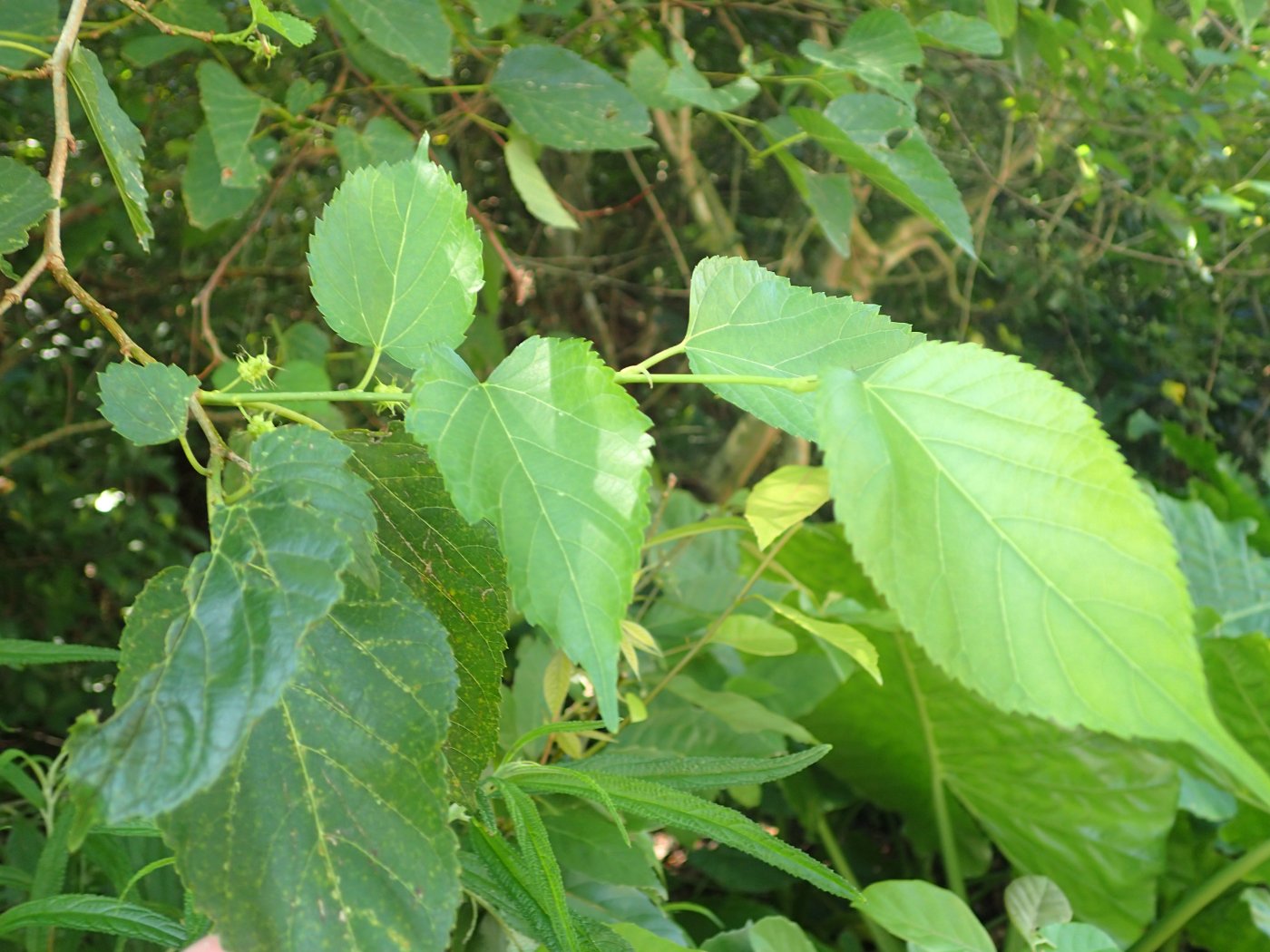 無裂缺的小葉桑葉片