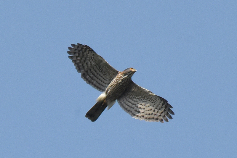 鳳頭蒼鷹雄鳥